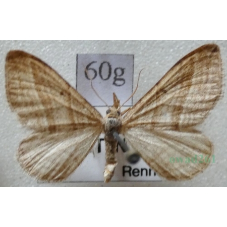 Phibalapteryx virgata (Hufnagel, 1767) Siepacz dziewiczak Czech60g